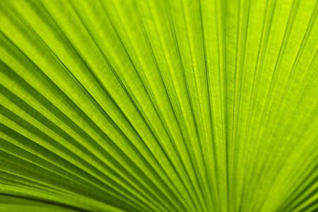 Texture of a green leaf as backgroundの写真素材