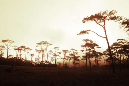 Rains pine forest in Thailandの写真素材