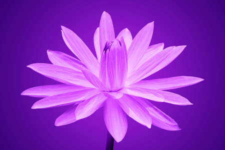 Abstract of Purple lotusの写真素材