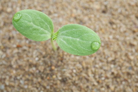 Watermelon sproutの写真素材