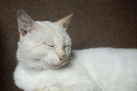 A sleeping catの写真素材