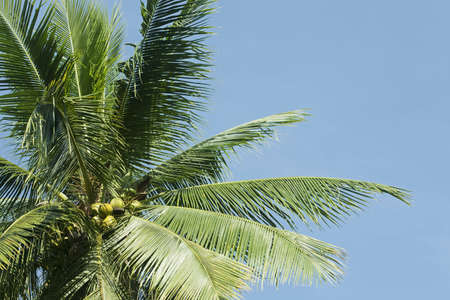Coconut treeの写真素材