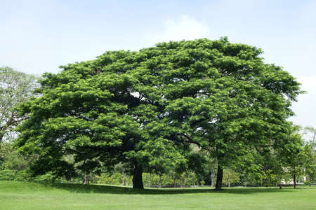 Tree in green parkの写真素材