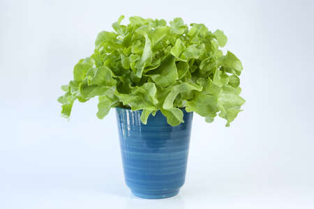 Close up of Lettuceの写真素材