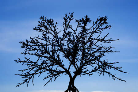 Tree silhouetted with blud skyの写真素材