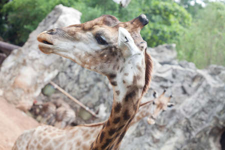 Close up shot of giraffe headの写真素材