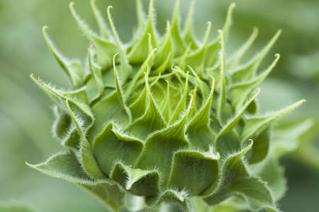 Close-up of bud sunflowersの写真素材