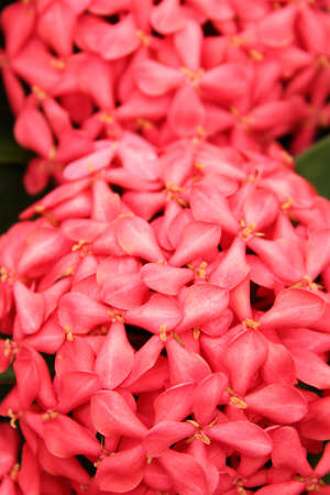 Ixora Coccineaの写真素材