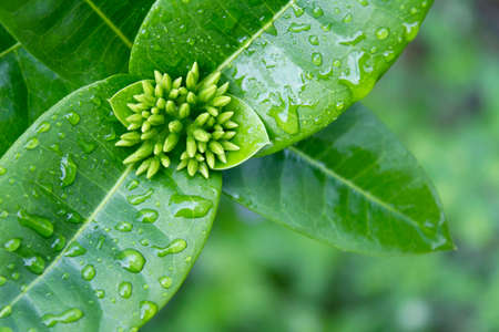 Ixora Coccinea Green Leavesの写真素材