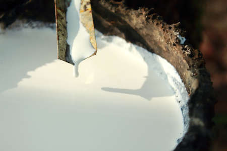 Rubber Latex of rubber treesの写真素材