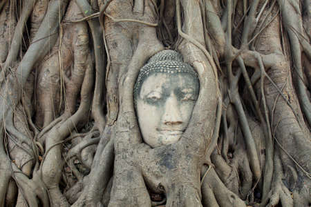 Buddha Head Statue in Banyan Tree, Thailandの写真素材