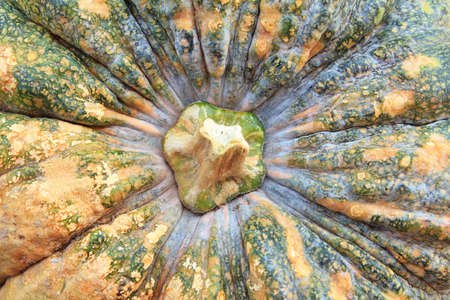 Close-up of pumpkinの写真素材