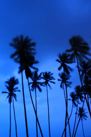 Silhouette of Palm Treesの写真素材