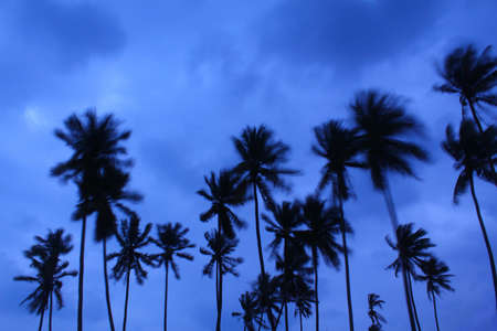 Silhouette of Palm Treesの写真素材