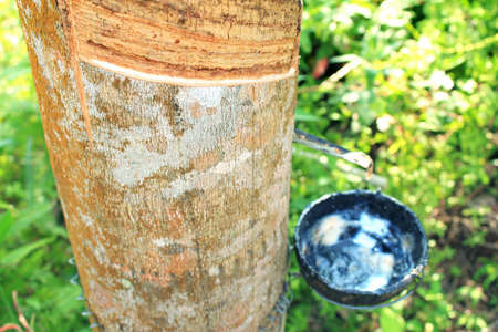 Rubber treeの写真素材