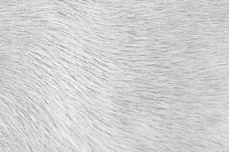 Close-up of dog fur