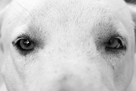 Eyes of a dogの写真素材