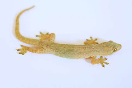 Gecko on the wallの写真素材