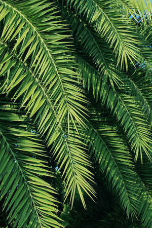 Palm trees leavesの写真素材