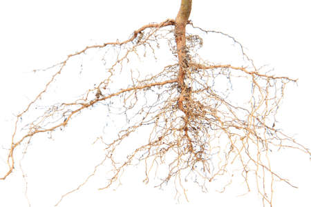 Roots treeの写真素材