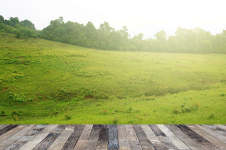 Tropical forest above a wooden floor