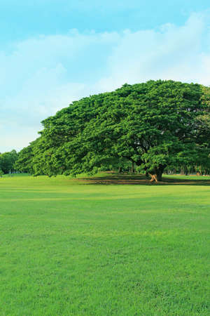 Green tree in tropical gardenの写真素材