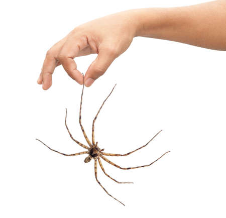 Adult man hand holding spiderの写真素材