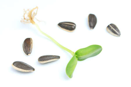 Organic green young sunflower sproutsの写真素材