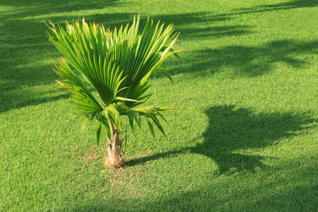 Little Palm Tree in Parkの写真素材