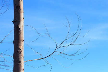 Dry brunch of tree against blue skyの写真素材