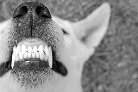 Dog with huge smileの写真素材