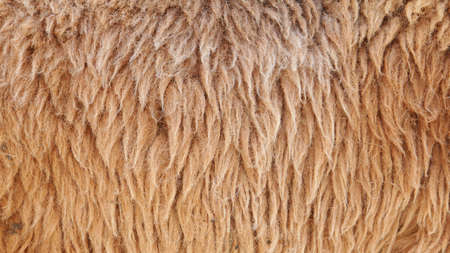 Brown Sheepskin Backgroundの写真素材