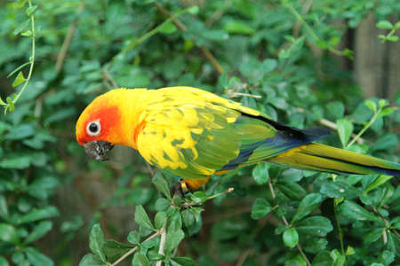 Parrot birds