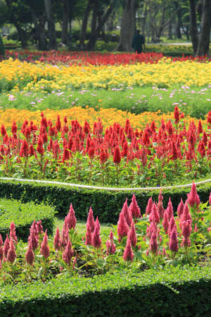 Flowers in the tropical gardenの写真素材