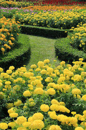 Flowers in the tropical gardenの写真素材