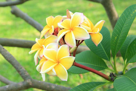 Yellow plumeria flowers