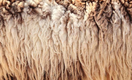 Sheepskin Backgroundの写真素材