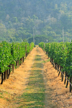 Grapes on the Vine in Autumnの写真素材