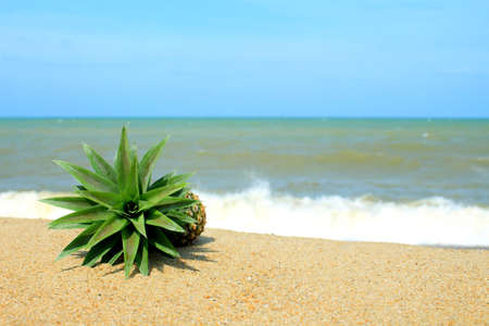 Pineapple on the beach with blue skyの写真素材