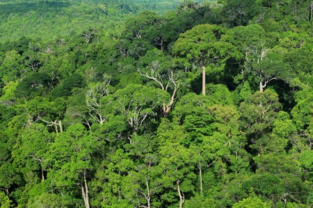 Aerial view of forest, Thailand