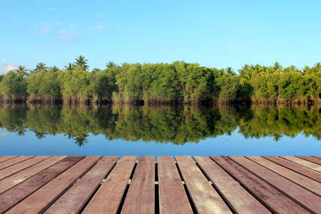 Mangrove forest with wooden floorの写真素材