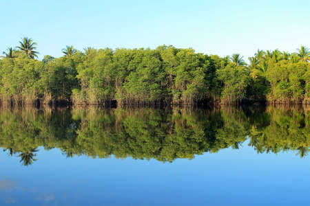 Mangrove forest topical rainforestの写真素材