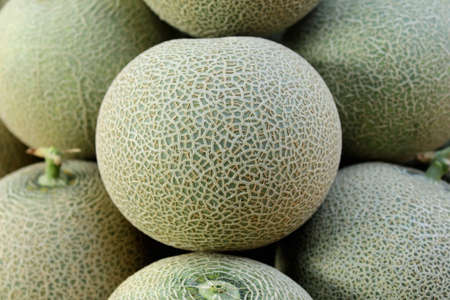 Closeup of cantaloupe melonの写真素材