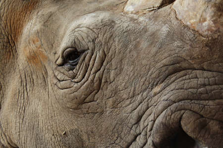 Details of rhinoceros eyes and skinの写真素材