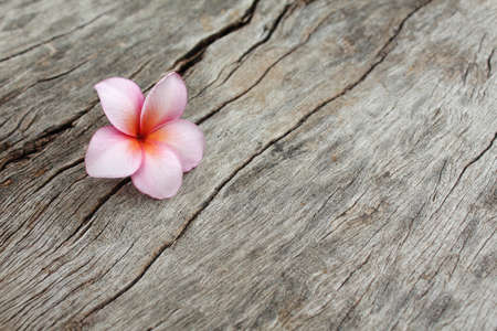 Plumeria flower on the old wood backgroundの写真素材