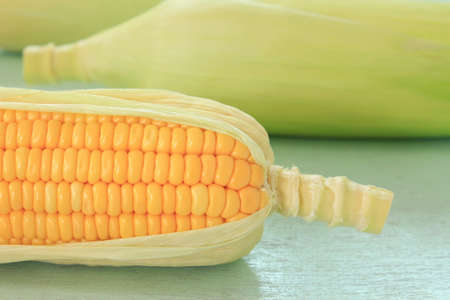 Fresh yellow sweet corn
