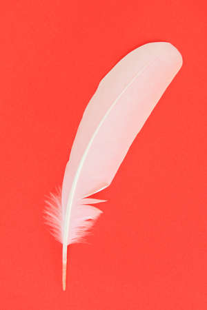 White feather on red backgroundの写真素材