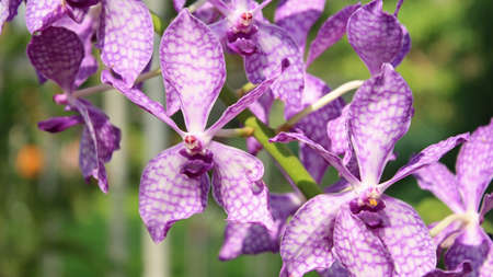 Close-up of Purple Orchid