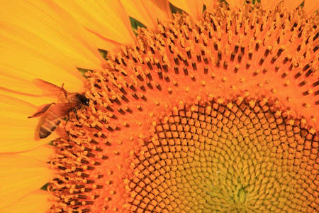 Summer scene about bee that pollinate sunflower