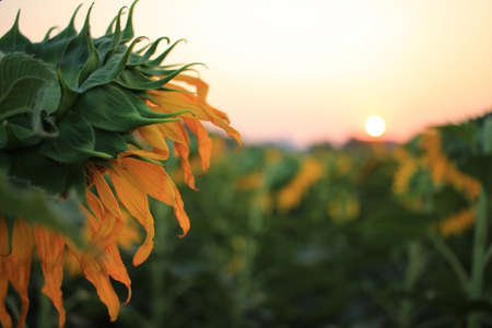 Close up of yellow sunflower on plantの写真素材